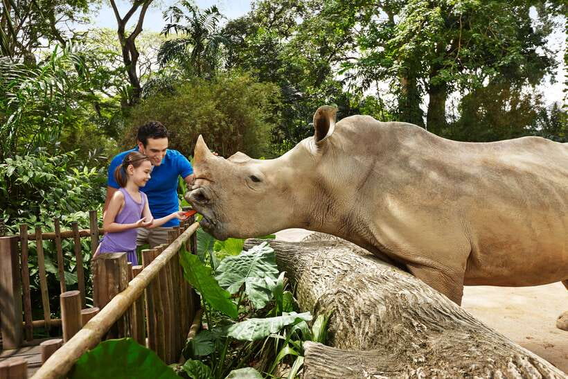 Singapore Zoo: 1-Day Entrance E-Ticket - Your 1-Day Game Plan: Tram Stops vs. Walking