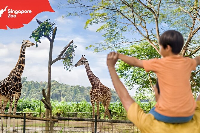 Singapore Zoo Entry Ticket - Open-concept animal viewing: why the zoo layout changes the whole mood