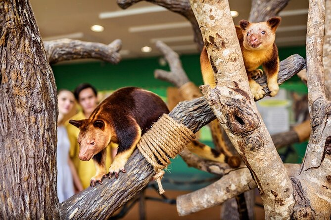Singapore Zoo Entry Ticket - Comfort checklist: shoes, water, sunblock, and why it matters at this zoo